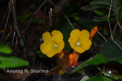 Christisonia bicolor